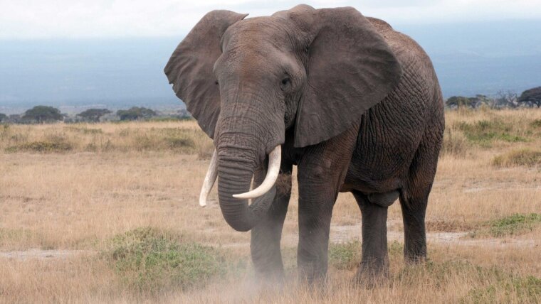 Curabitur vitae leo vitae ipsum varius laoreet